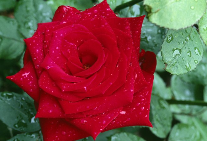 Олег Чорній | Ивано-Франковск