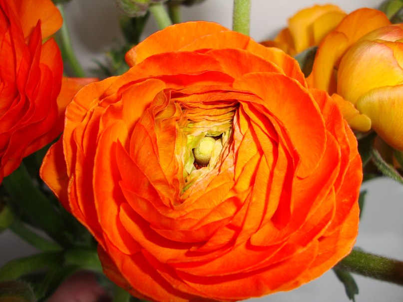 Елена Семёнова | Санкт-Петербург