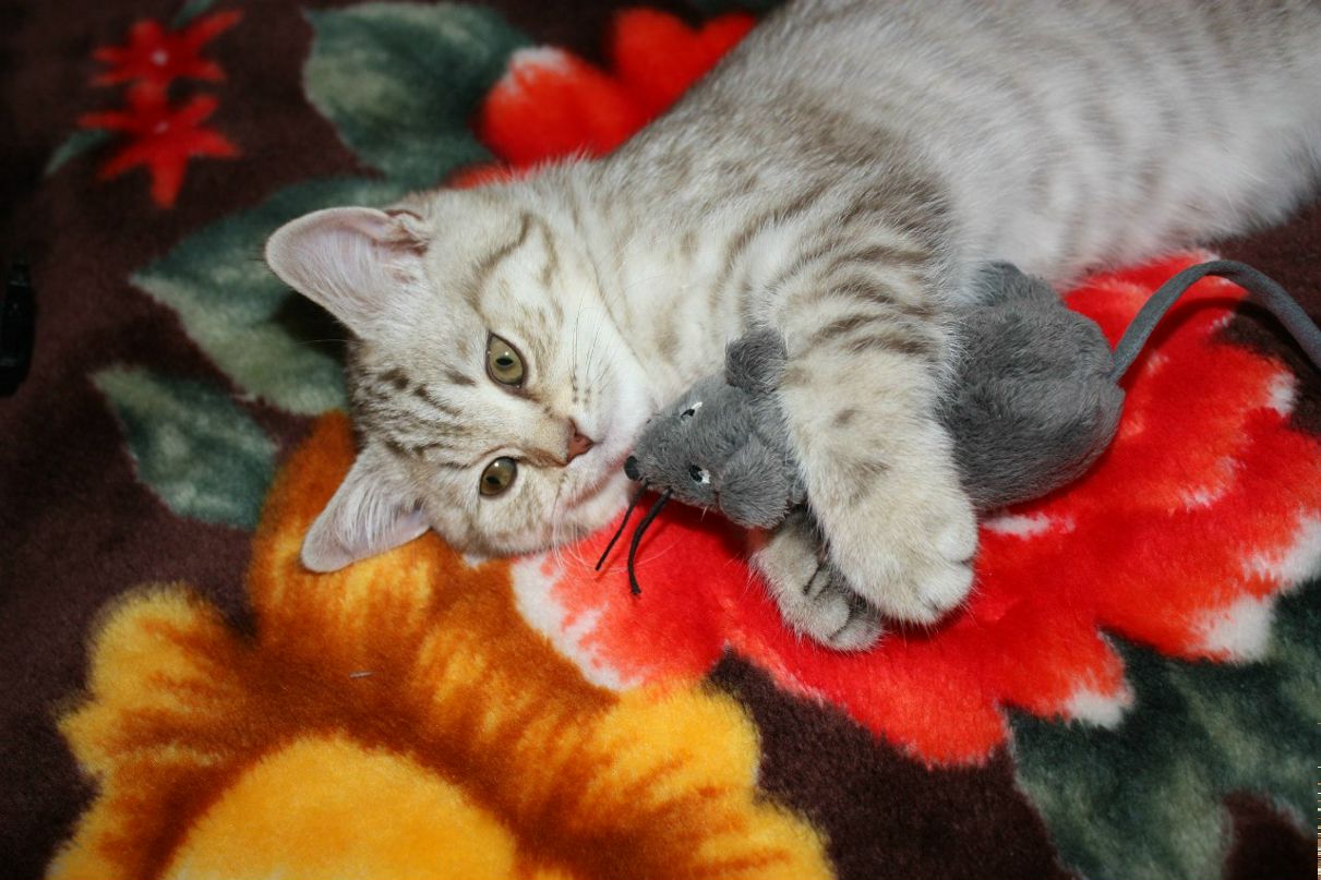 Юлечка Григорьева | Великий Новгород