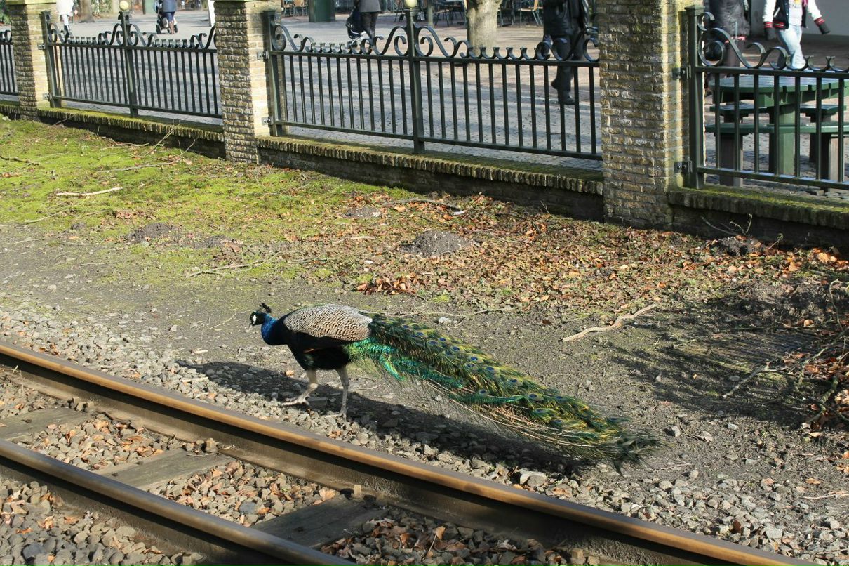 Жанна Будник | 