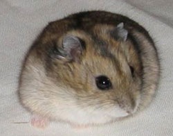 №5, Алексей Маглинов №5, Алексей Маглинов