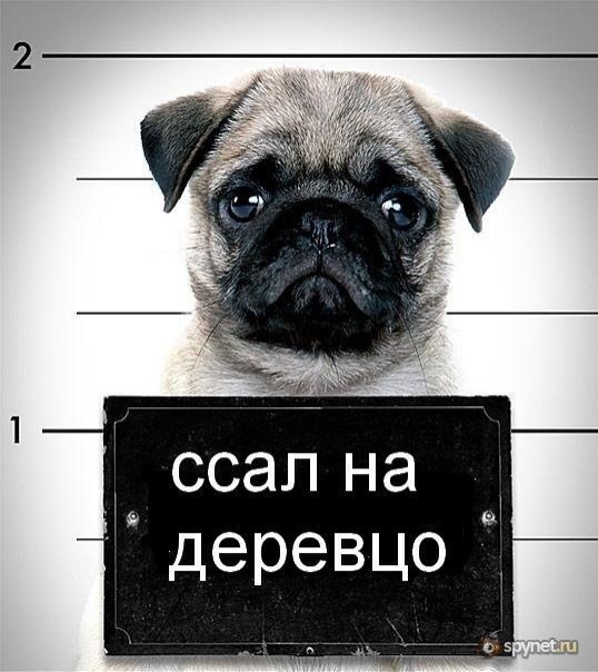 №42, Стас Смирнов №42, Стас Смирнов