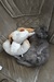 Марсель Кот фотография #9 (источник - https://vk.com/id138245586)