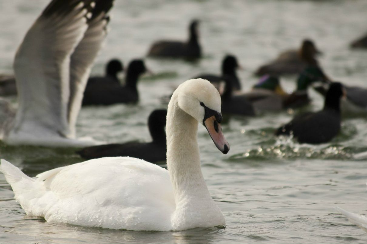Людмила Харланова | Одесса