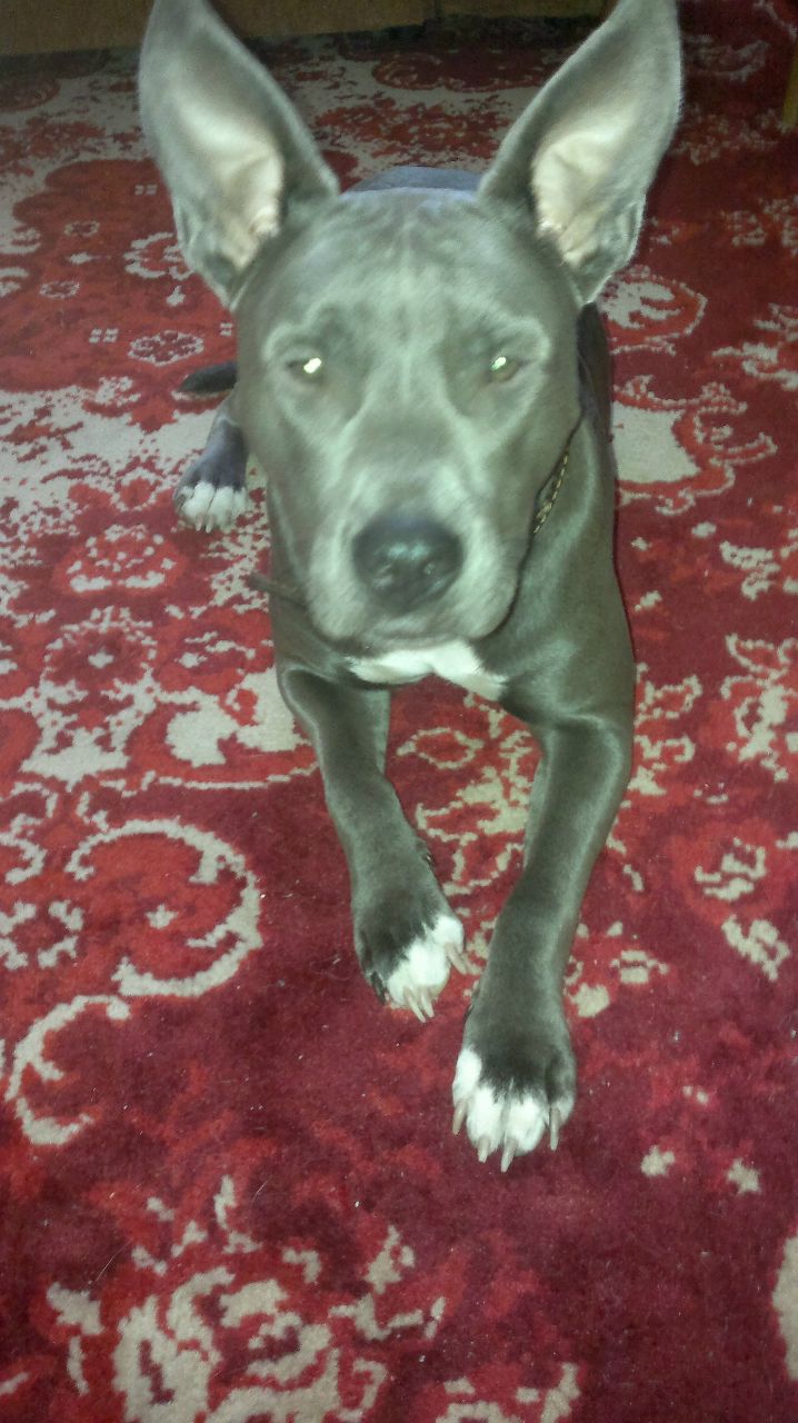 Ольга Шамрова | Иланский