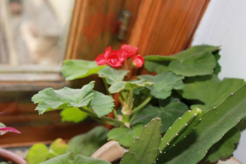 Лилия Гоменюк | Вышгород