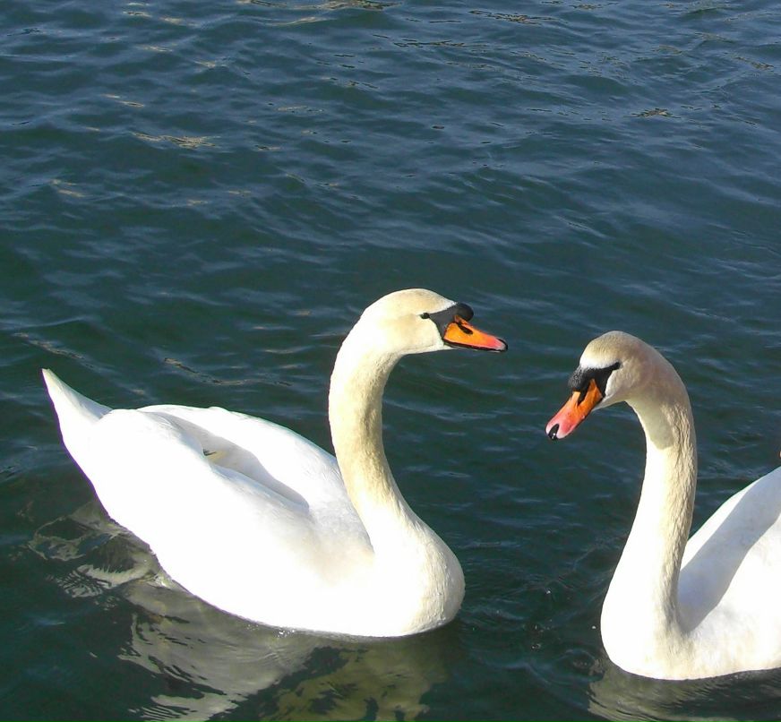 Полина Букреева | 