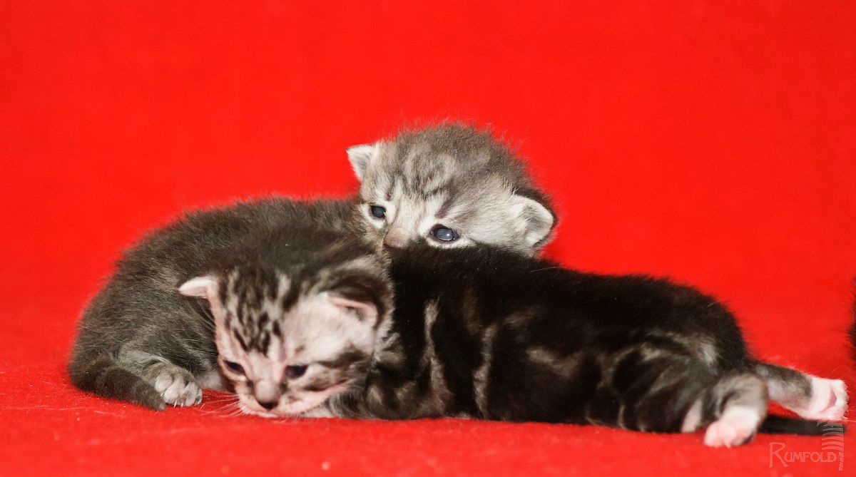 Евгения Баскевич | Москва