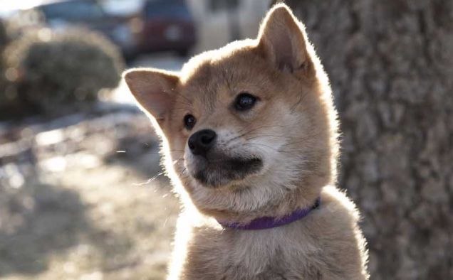 Александр Яньков Алексеевич | Улан-Удэ
