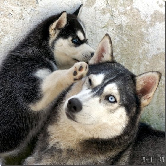 Юлия Румб | Псков