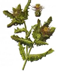 Каспер Робин MADMAN RIDER | Москва