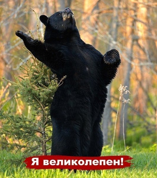 Артем Печёнкин | Ижевск