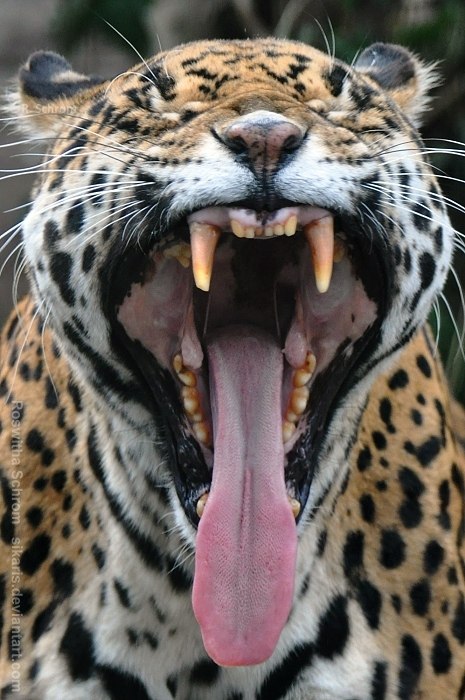 Миша Иванов | 