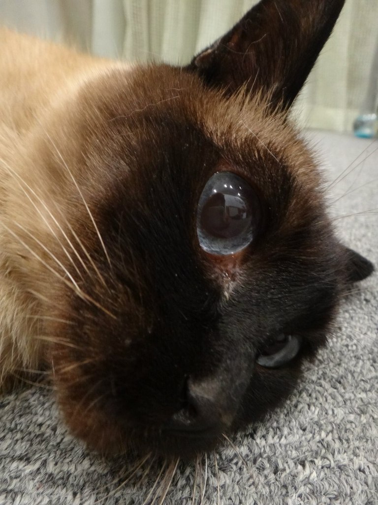 Григорий Петров | Москва