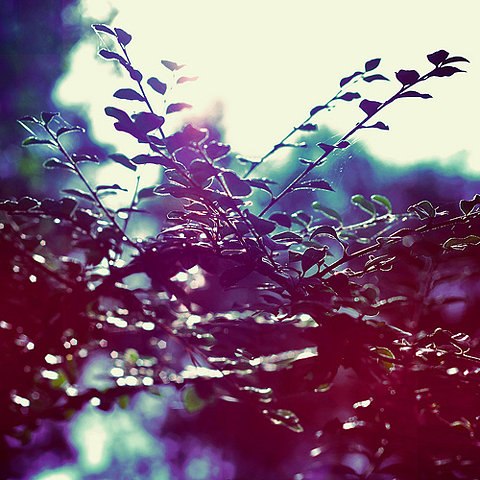 Василиса Снегова | 