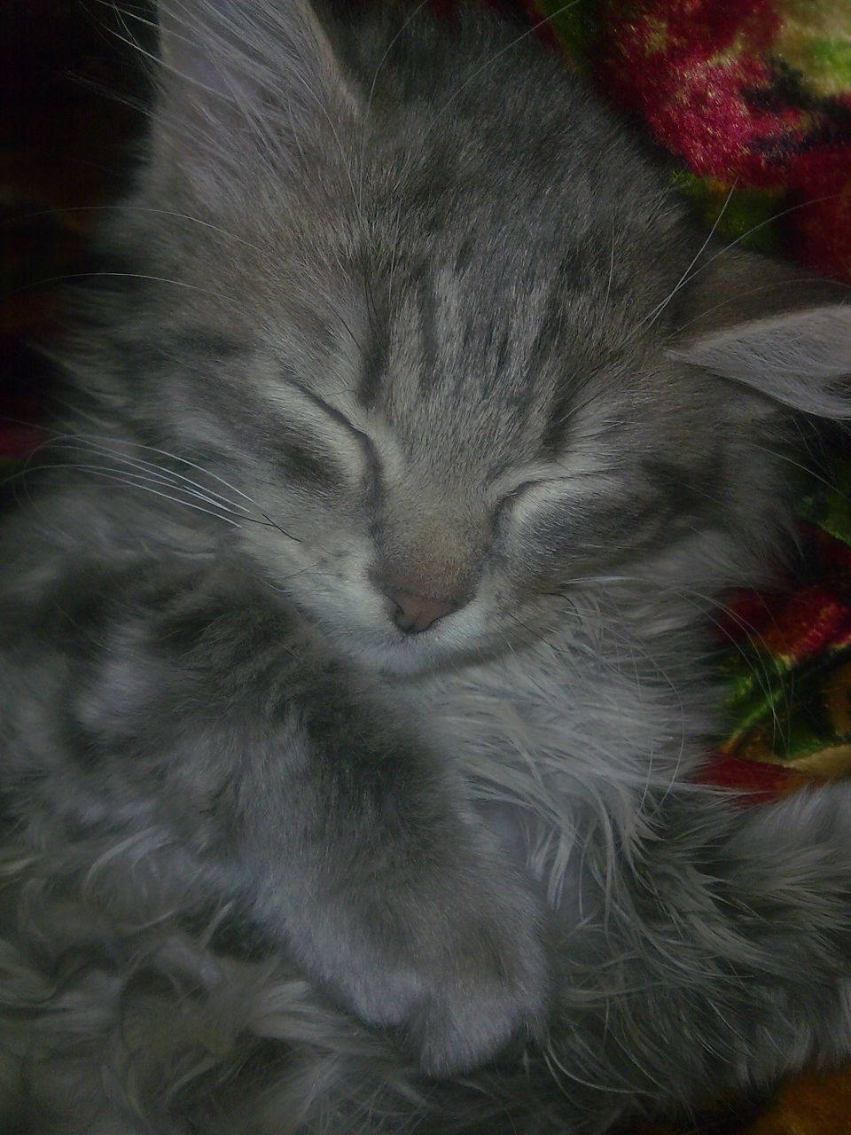 Дмитрий Хмура | Киев