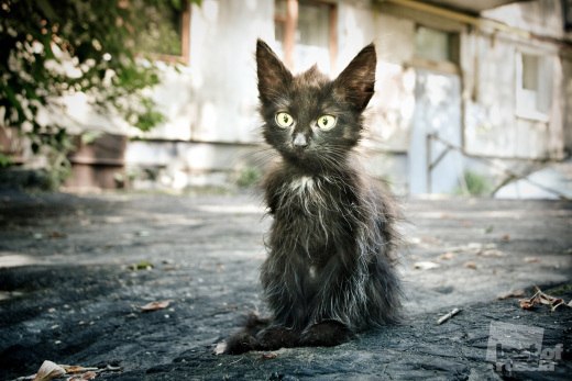 Богдан Рибак | Львов