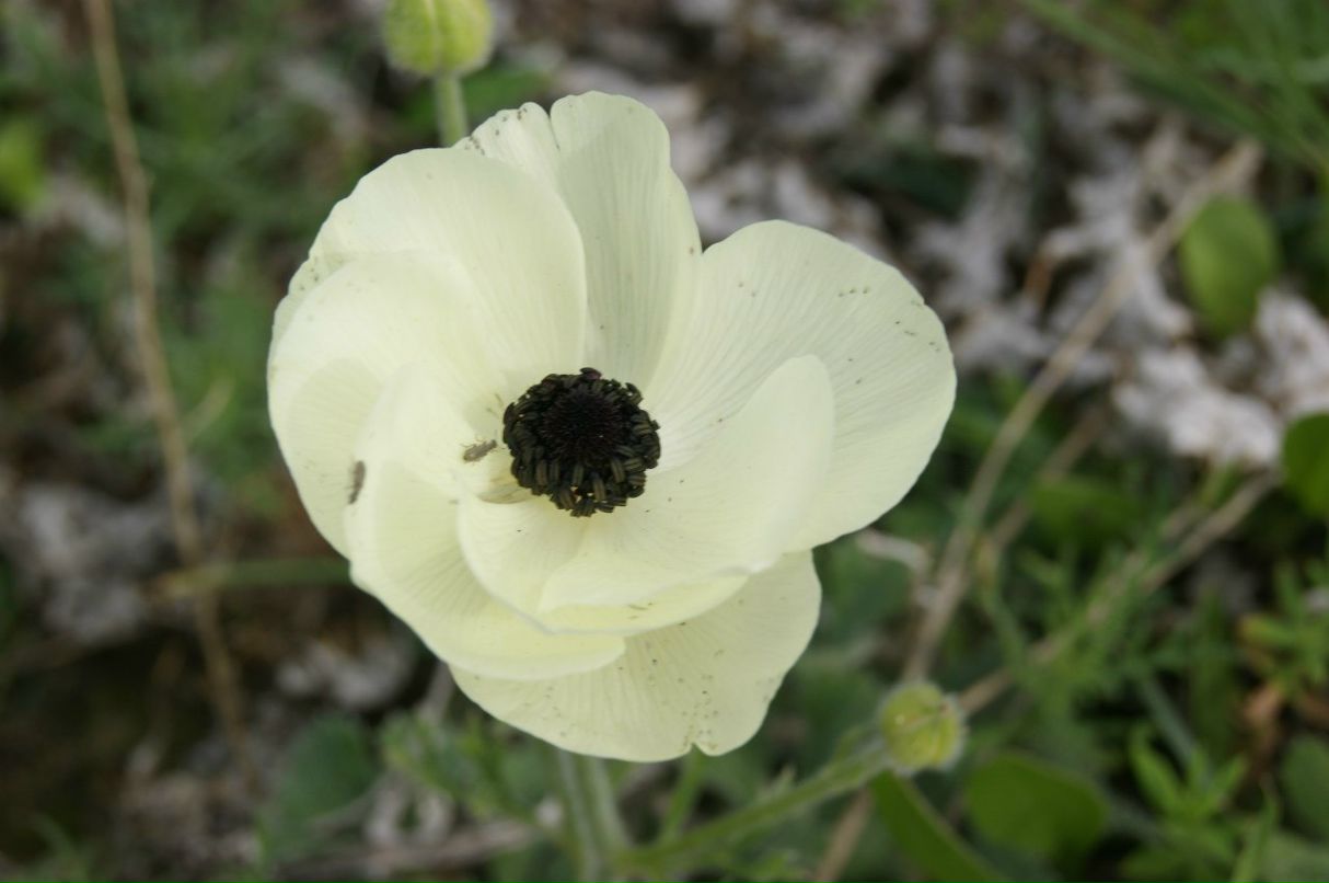 Анатолий Зырянов | Москва