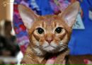 Фотография Александра Abyssinskaya
