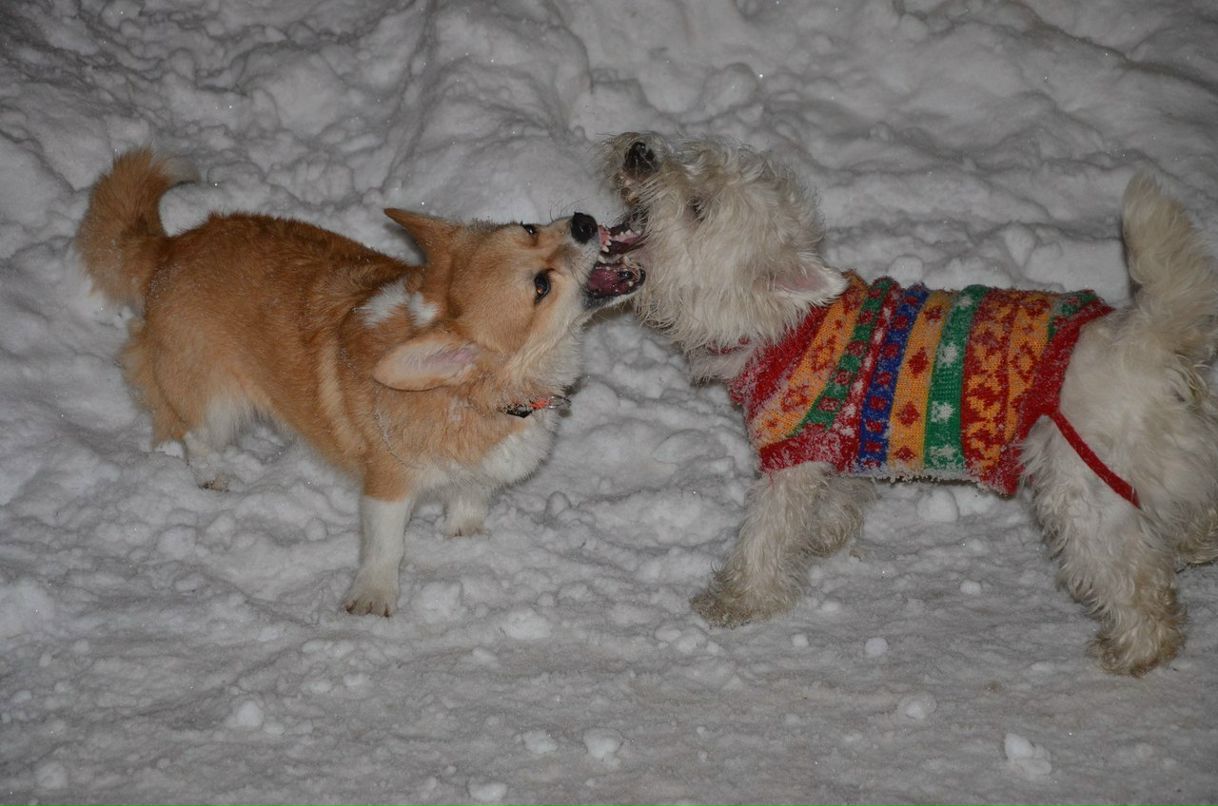 Николай Подгаецкий | Москва