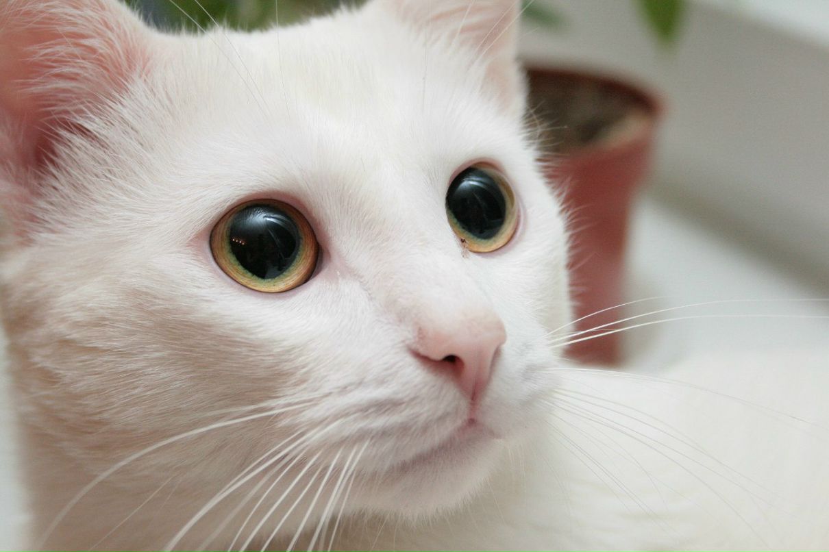 Игорь Чукеев | Москва