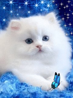 №40, Ангелина Драб №40, Ангелина Драб