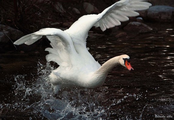 Юрий Пчельников | 