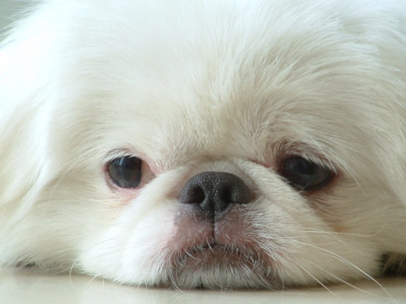 Юлия Володина | Орёл