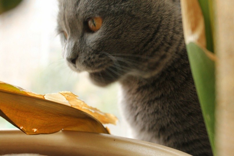 Борис Швецов | Москва