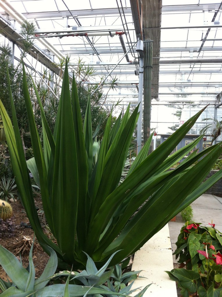 Анастасия Резвая | Санкт-Петербург