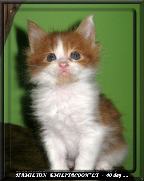 №8, Almina Emilitacoon, Каунас №8, Almina Emilitacoon, Каунас