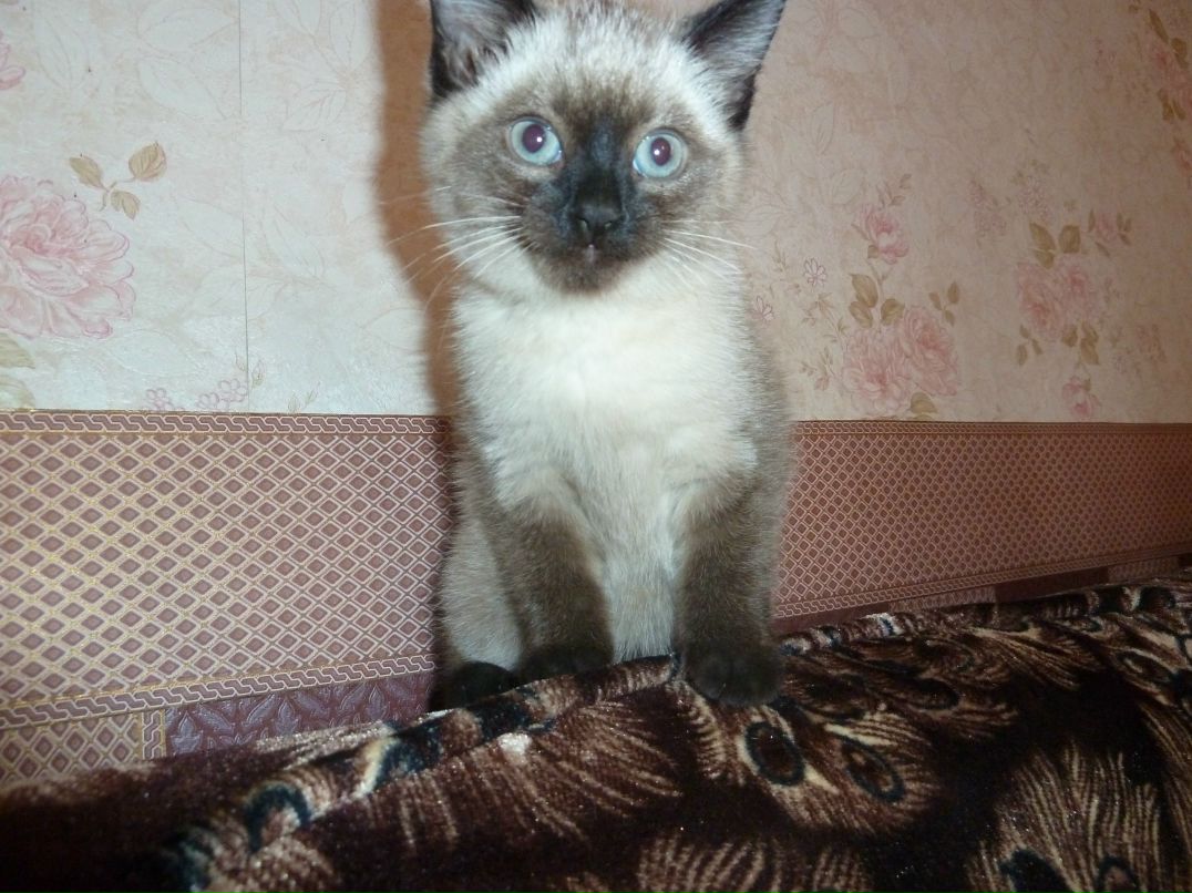 Владимир Иванов 6apc | Москва