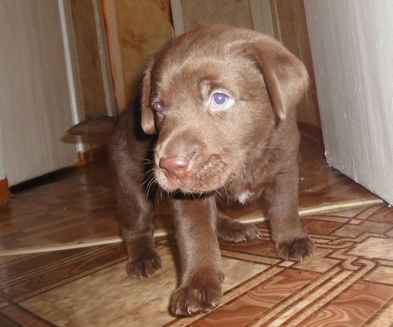 Константин Минченков | Новосибирск