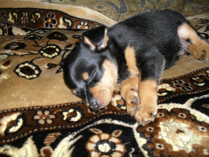 Камилла Керимова | Москва