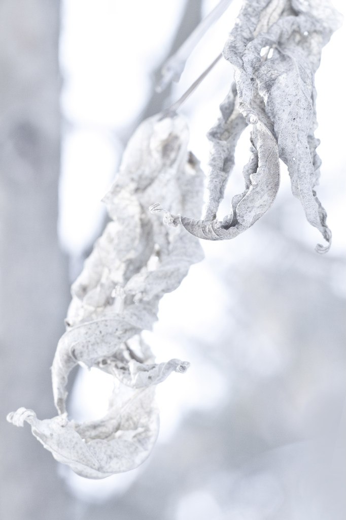 Наталья Сойко | Киев