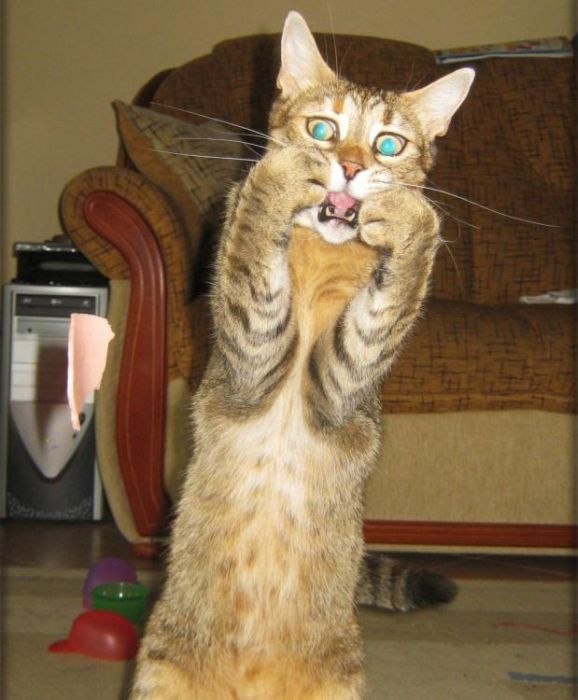 Антон Шукшин | Калининград