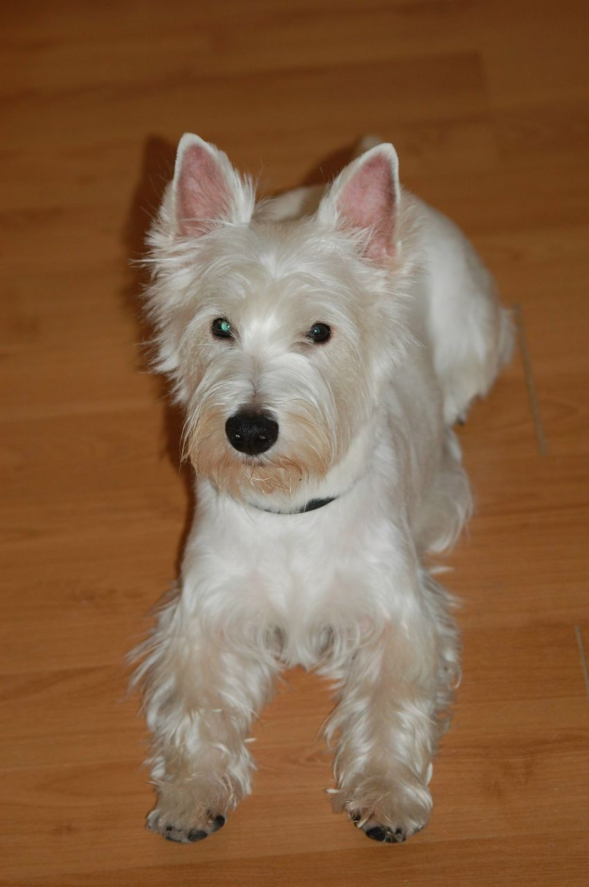 Елена Петухова Besenok | Москва