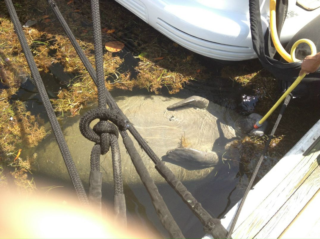 Данила Ильчик | 