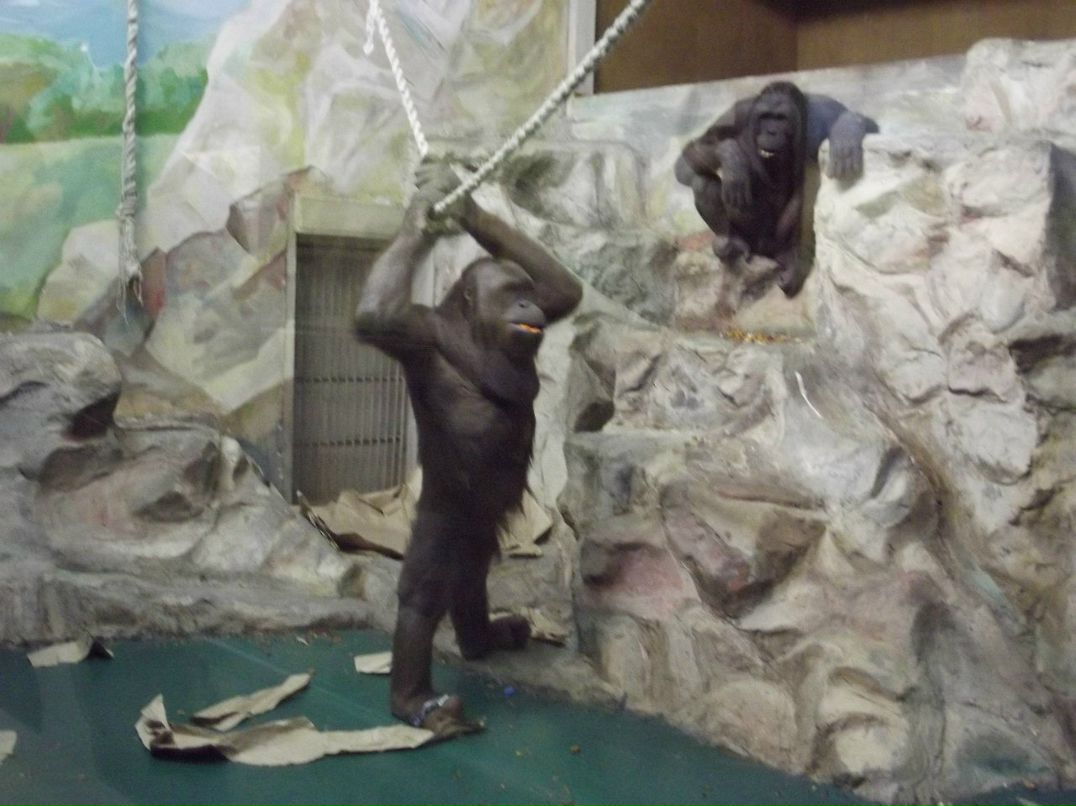 Галина Зайко | Новосибирск