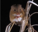 №26 Марина Чернышова 13.04.1989: профиль, фото, статус - ВКонтакте