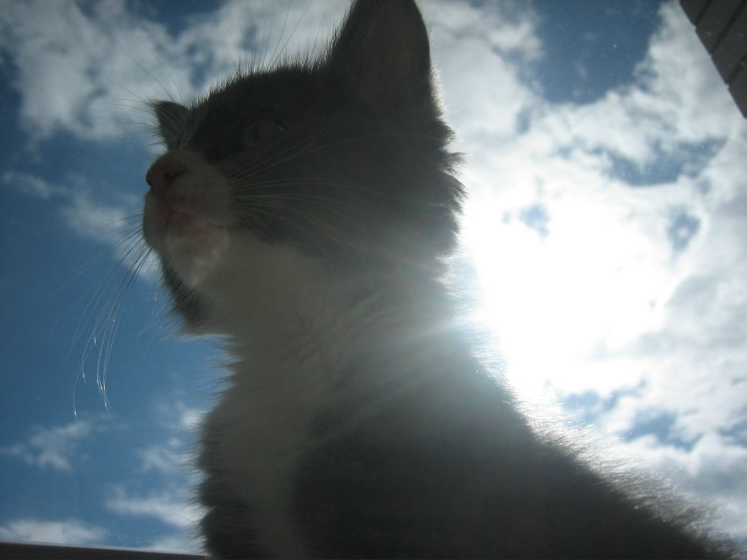 Йа Еее ✖✖✖ | Санкт-Петербург