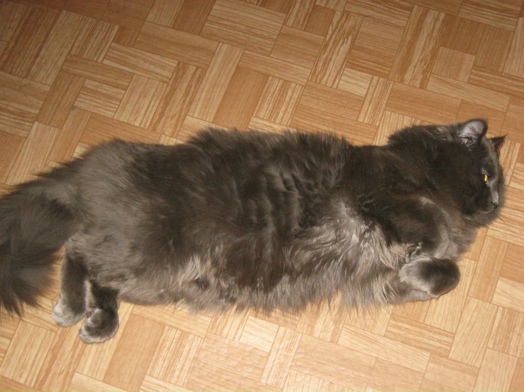 Игорь Колецкий | Санкт-Петербург