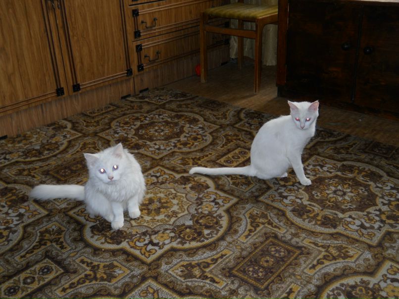 Лев Вотемеш | Воронеж