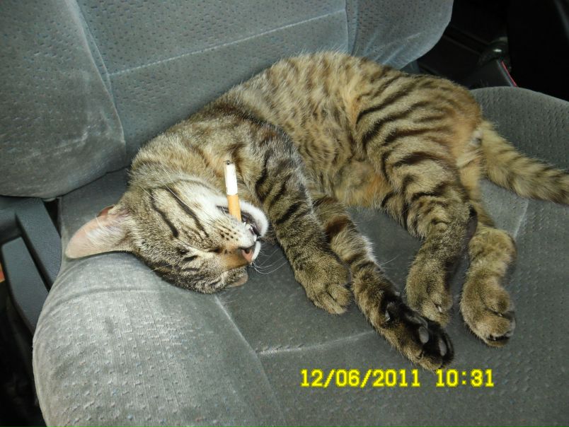 №41, Санек Булич, Кривое Озеро №41, Санек Булич, Кривое Озеро