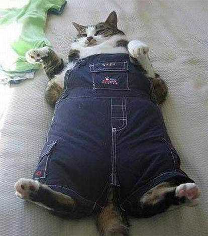 Владимир Авраменко | Чабаны