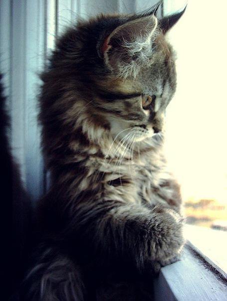 Марія Арсенік | Львов