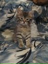 №35 Алена Костарева 17.10.1989: профиль, фото, статус - ВКонтакте