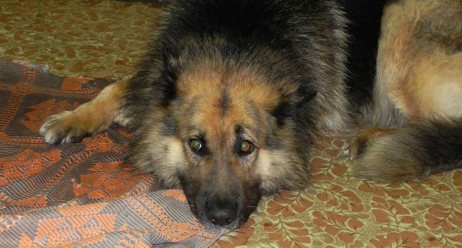 Виталик Варсеев ~Ёж~ | Брянск