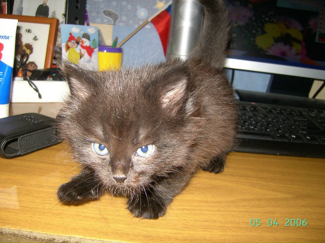 Андрей Коровин 