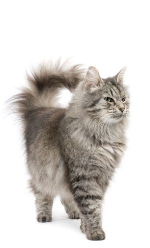 Kitty Yo | Москва